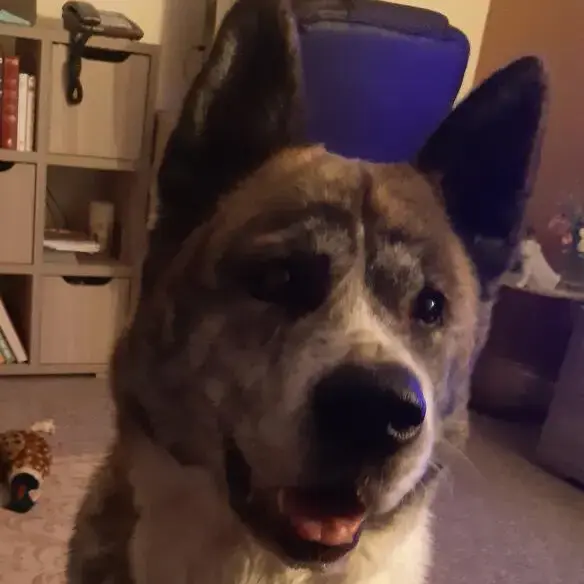 Japanese Akita