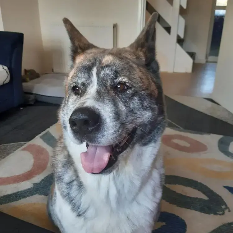 Japanese Akita