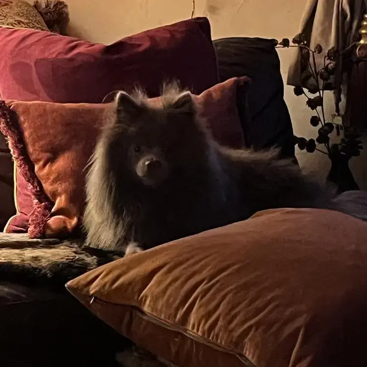 Pomeranian