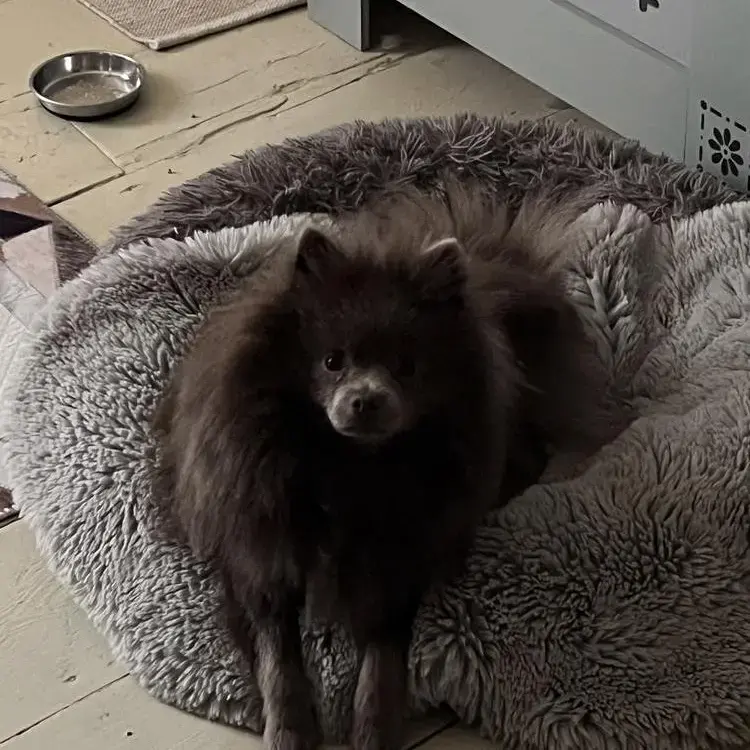 Pomeranian