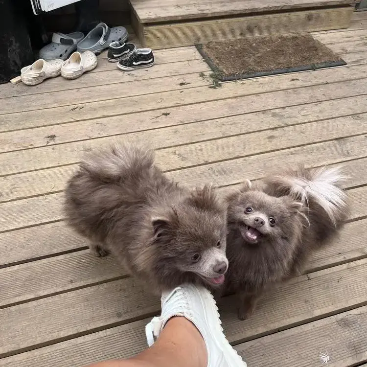 Pomeranian