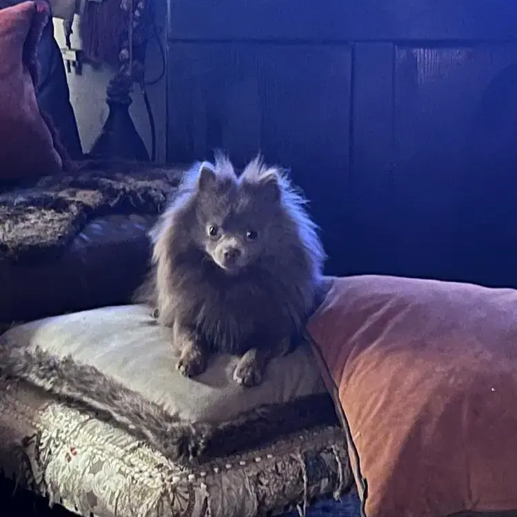 Pomeranian