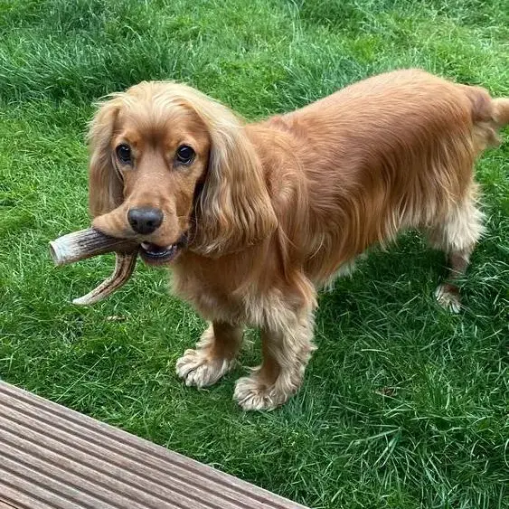 Cocker Spaniel (English)