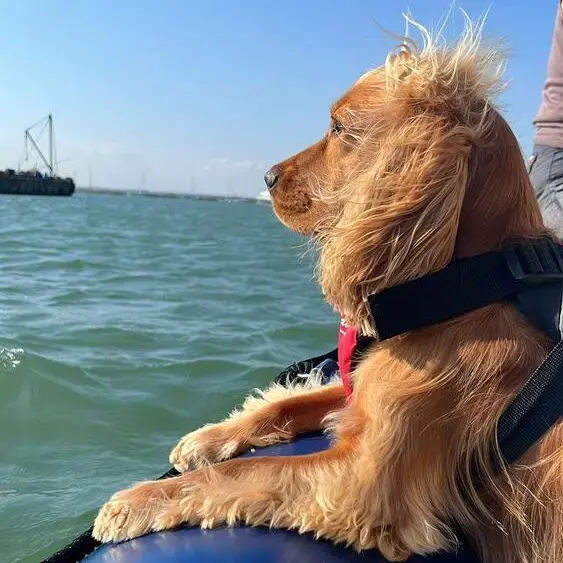 Cocker Spaniel (English)
