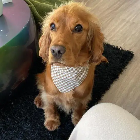 Cocker Spaniel (English)