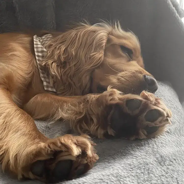 Cocker Spaniel (English)