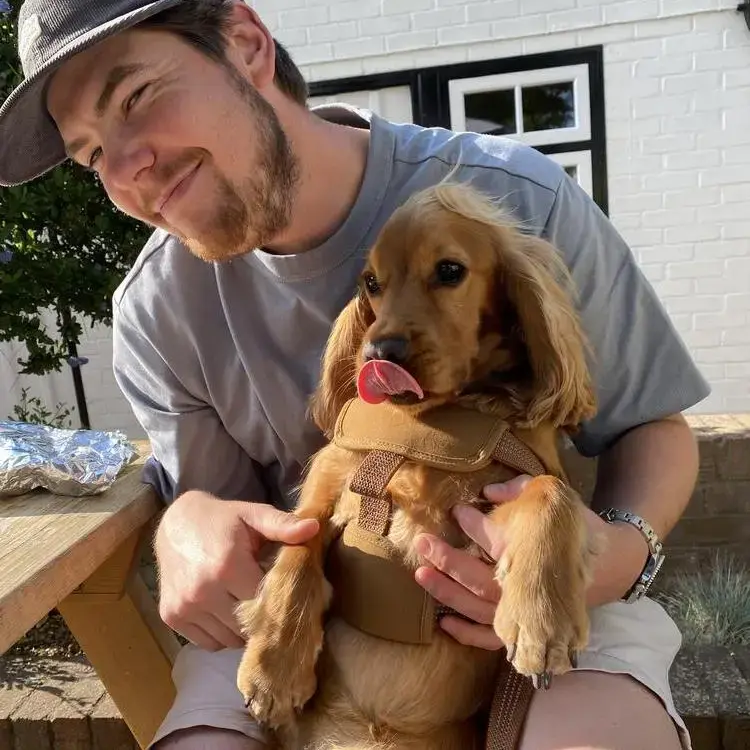 Cocker Spaniel (English)