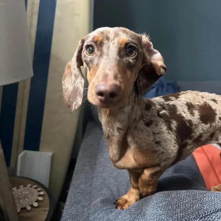 Dachshund (Miniature Smooth-Haired)