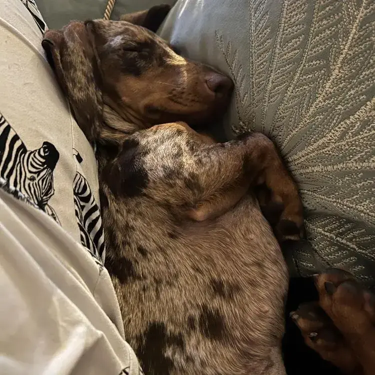 Dachshund (Miniature Smooth-Haired)