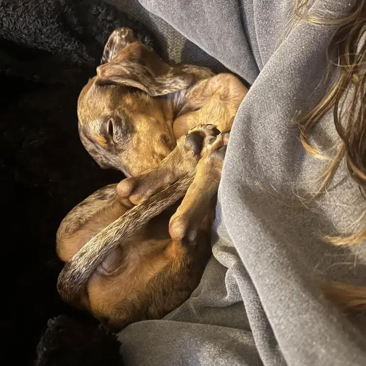 Dachshund (Miniature Smooth-Haired)