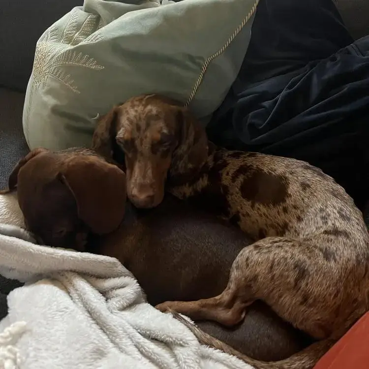 Dachshund (Miniature Smooth-Haired)