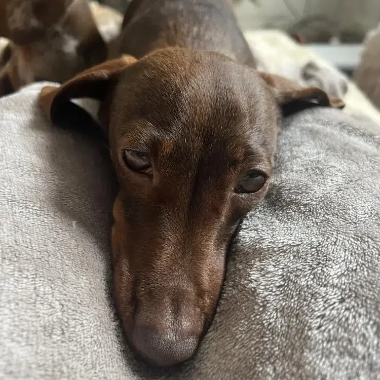 Dachshund (Miniature Smooth-Haired)
