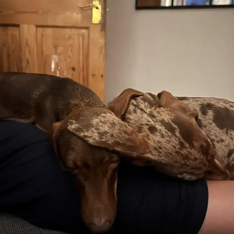 Dachshund (Miniature Smooth-Haired)