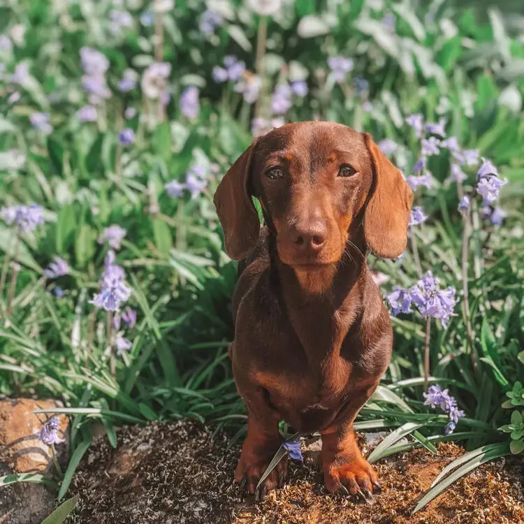 Dachshund (Miniature Smooth-Haired)