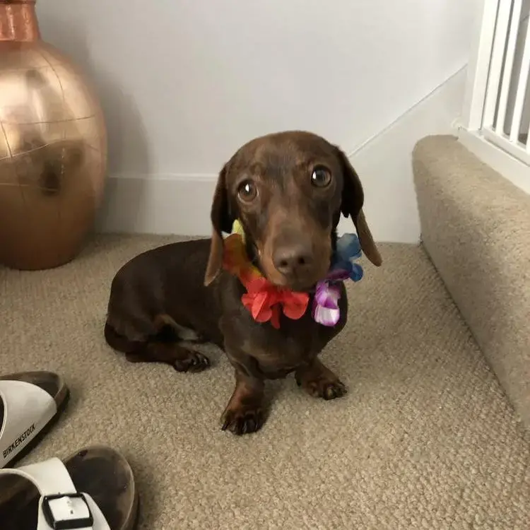 Dachshund (Miniature Smooth-Haired)