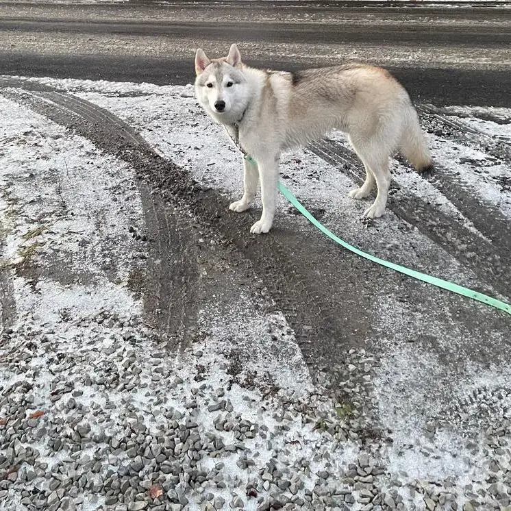 Siberian Husky