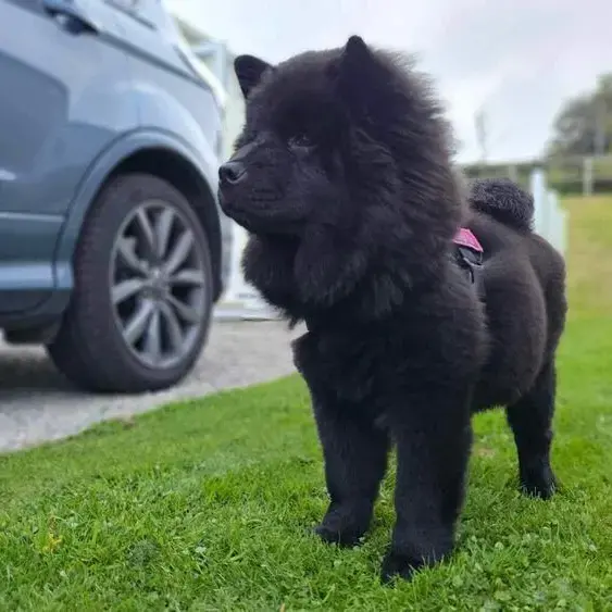Chow Chow