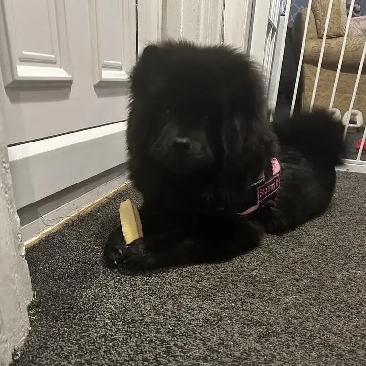 Chow Chow
