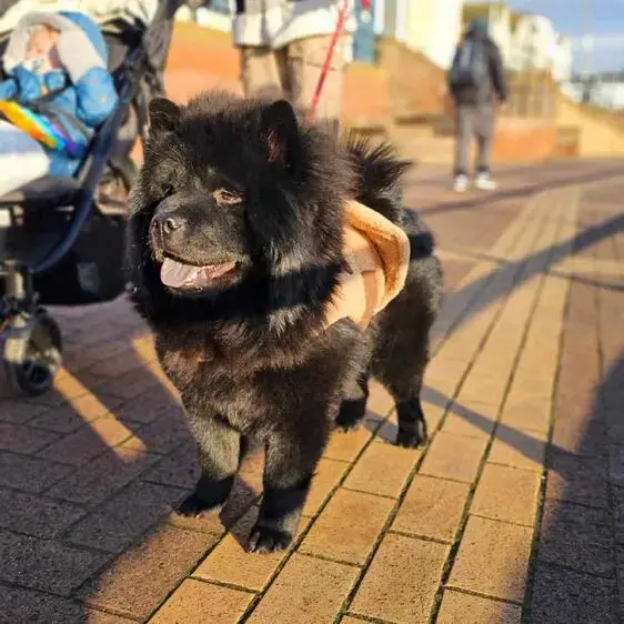 Chow Chow