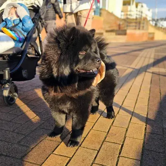 Chow Chow