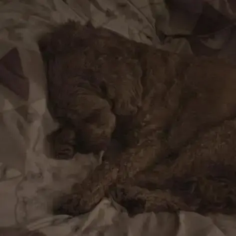 Cavapoo