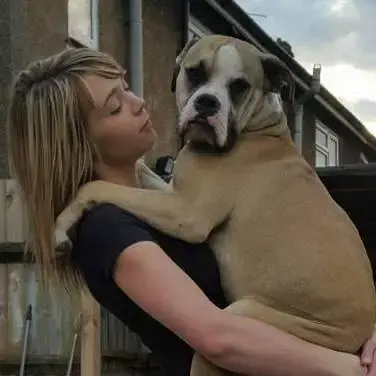American Bulldog 