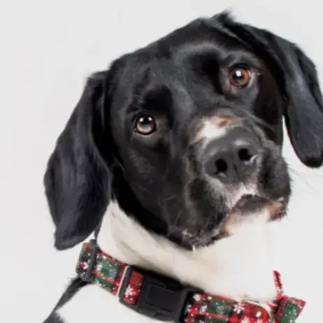 Welsh Springer Spaniel