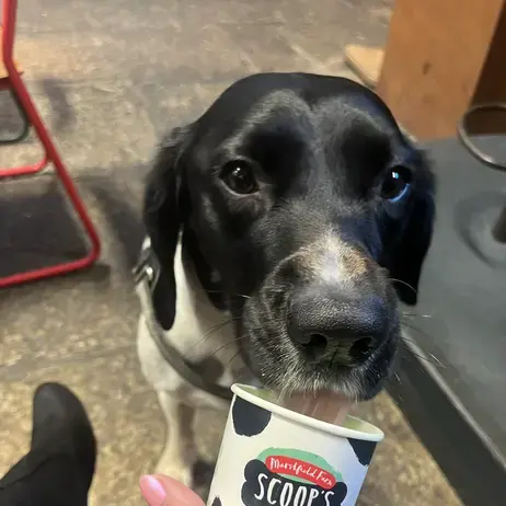 Welsh Springer Spaniel