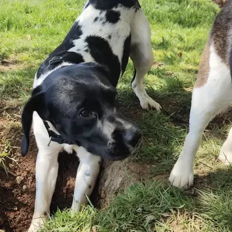 Welsh Springer Spaniel