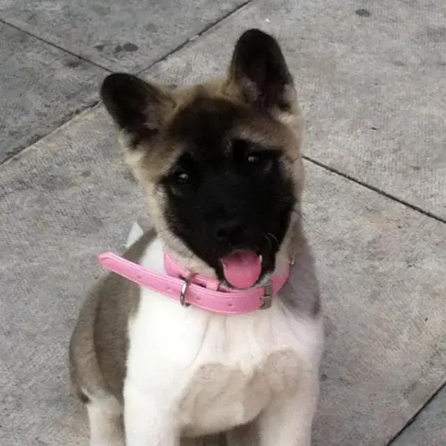 Japanese Akita