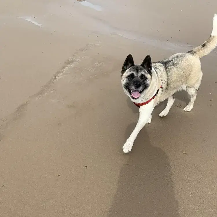 Japanese Akita
