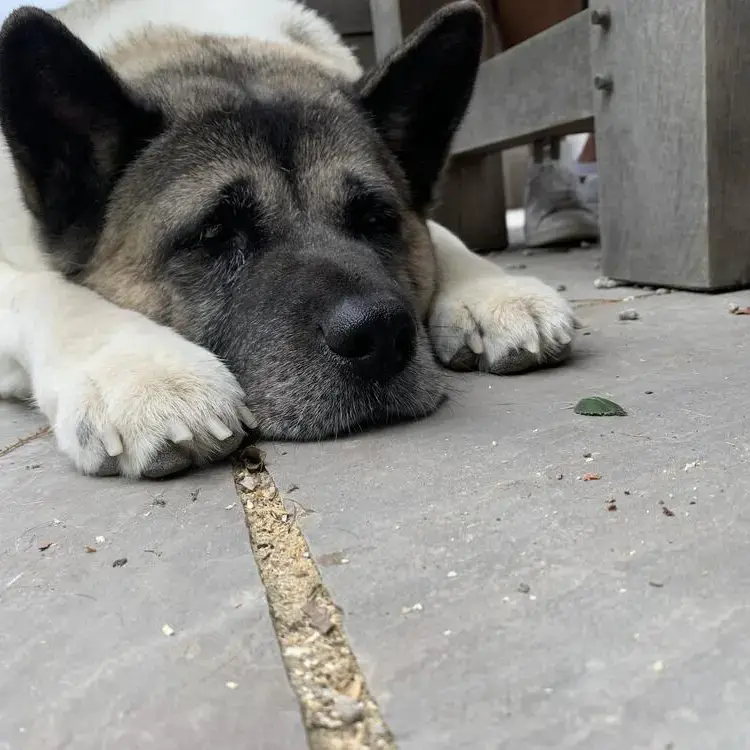Japanese Akita