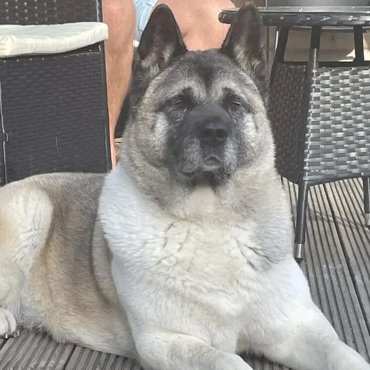 Japanese Akita