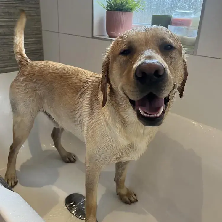 Labrador Retriever