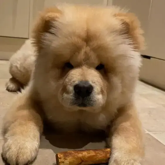 Chow Chow