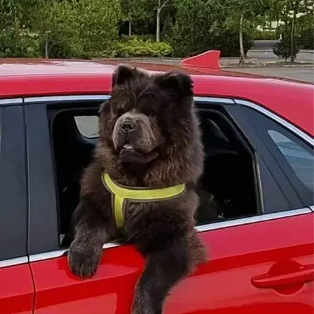 Chow Chow