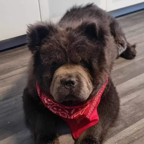 Chow Chow