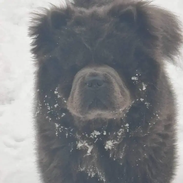 Chow Chow