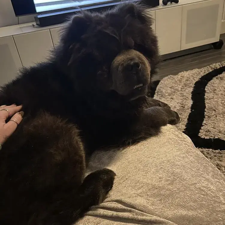Chow Chow