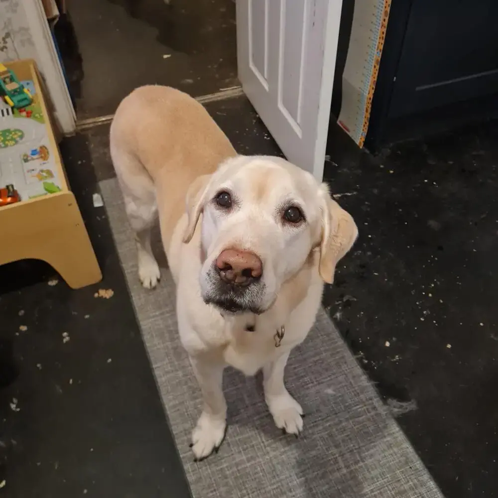 Labrador Retriever