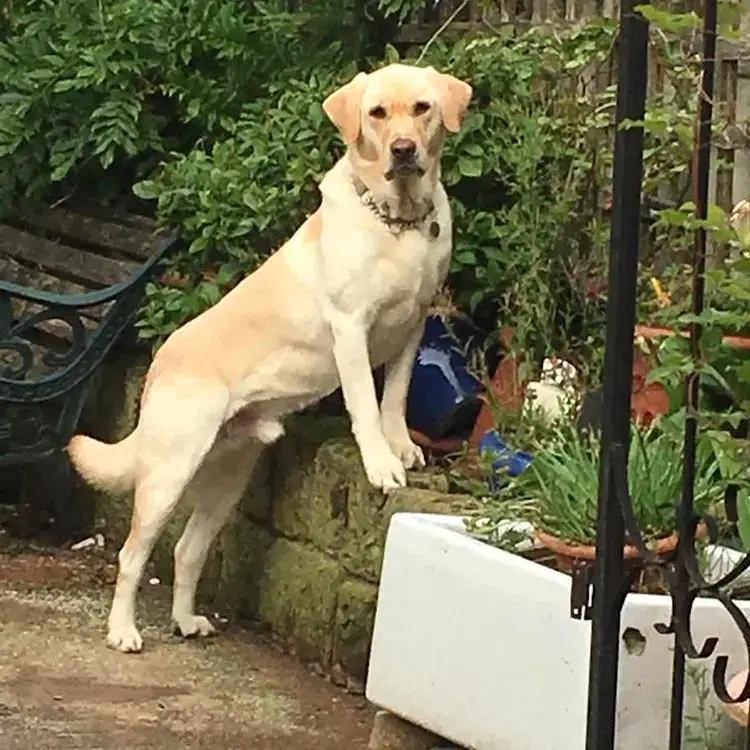 Labrador Retriever