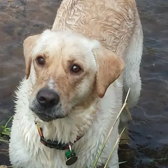 Labrador Retriever