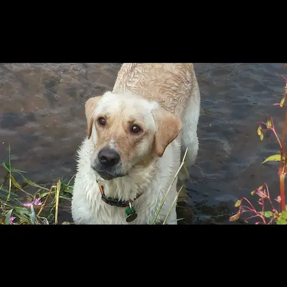 Labrador Retriever