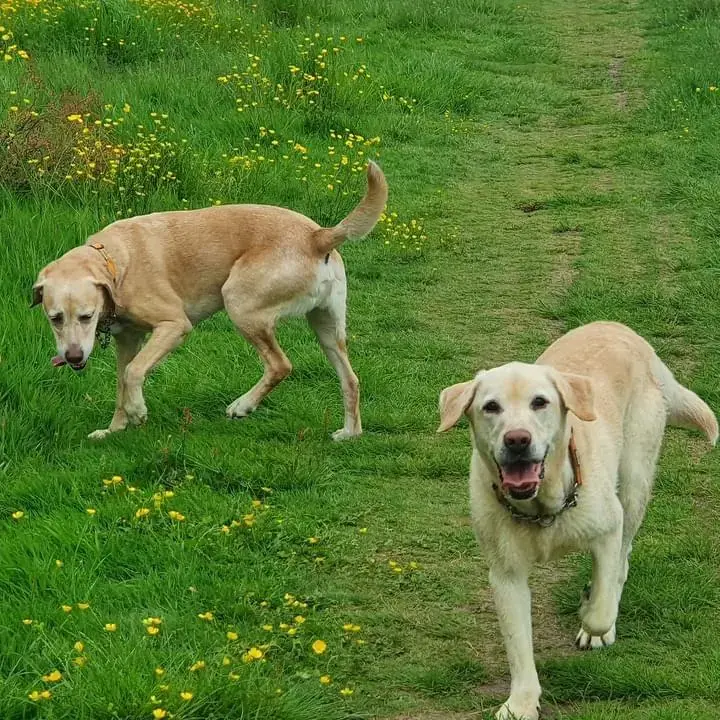 Labrador Retriever