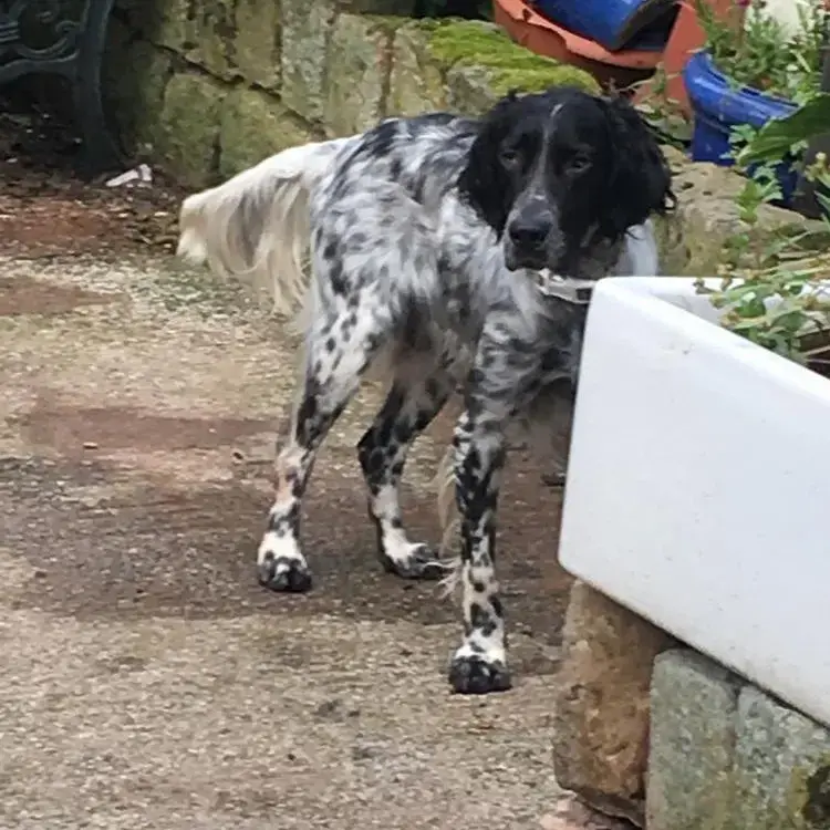English Setter