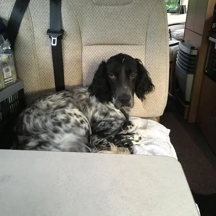 English Setter
