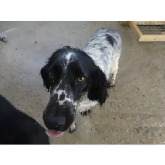 English Setter