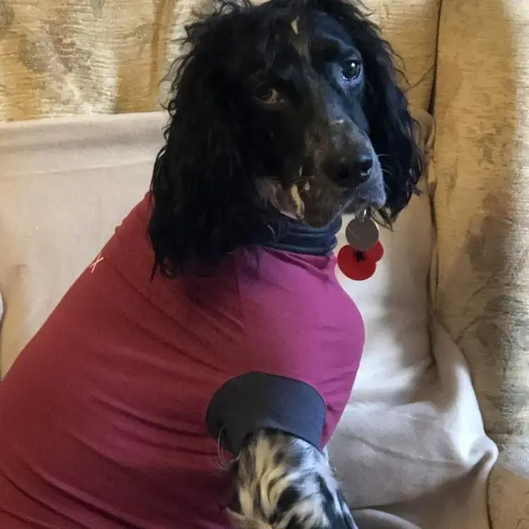 English Setter