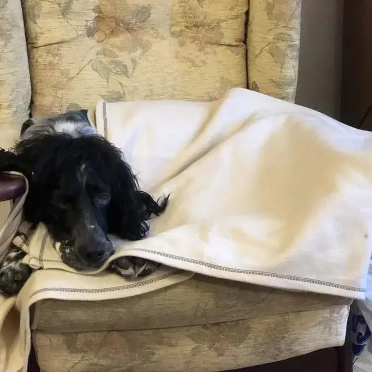 English Setter