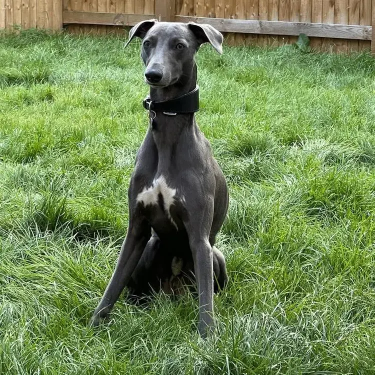 Whippet